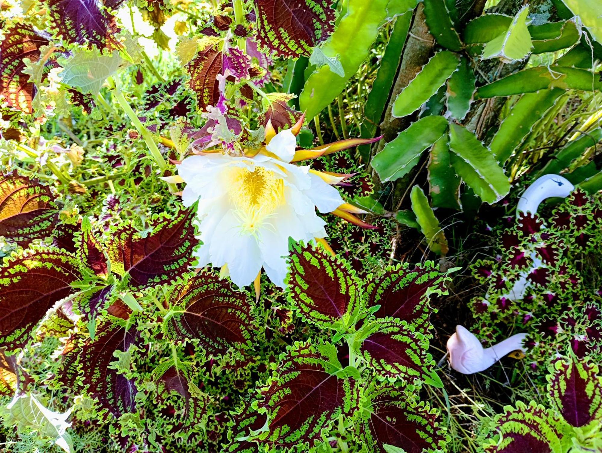 Pousada Chacara Vivalli Holambra Buitenkant foto