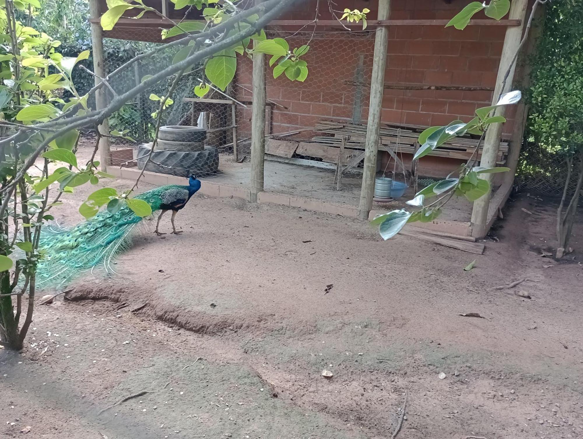 Pousada Chacara Vivalli Holambra Buitenkant foto